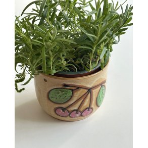 Hngeskjuler, kirsebr